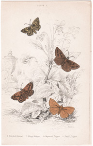 Plate 1

Grizzled Skipper
Dingy Skipper 
Chequered Skipper
Small Skipper